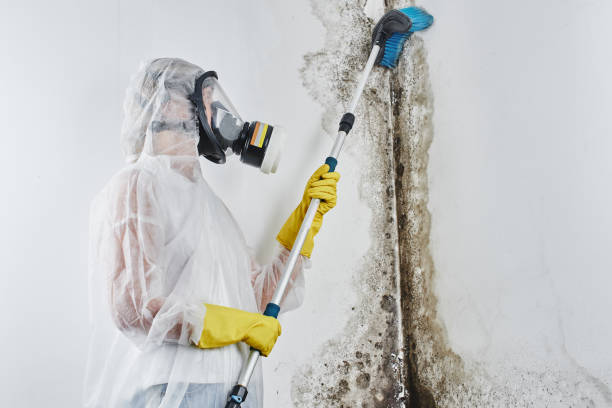Best Black Mold Removal  in Yosemite Lakes, CA