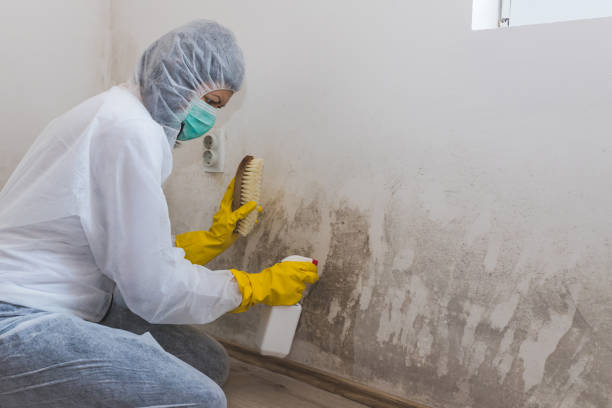 Best Professional Mold Removal  in Yosemite Lakes, CA