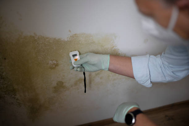 Best Mold Removal Company Near Me  in Yosemite Lakes, CA