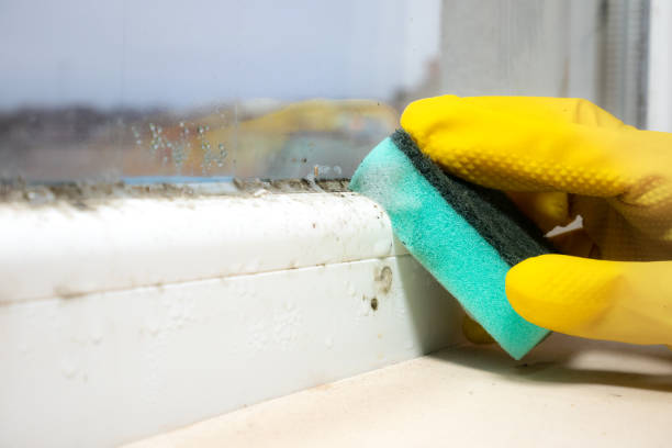 Best Best Mold Removal Companies  in Yosemite Lakes, CA