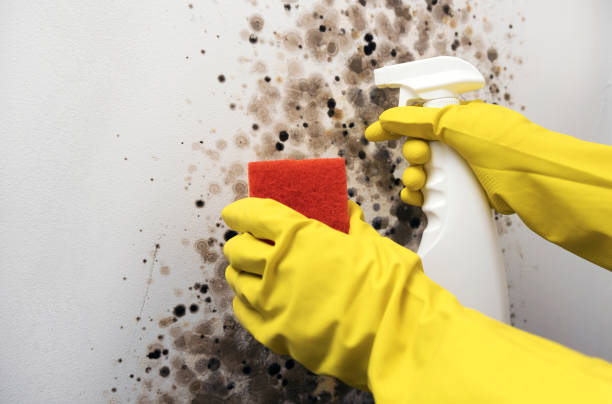 Best Commercial Mold Removal  in Yosemite Lakes, CA