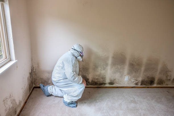 Best Attic Mold Removal  in Yosemite Lakes, CA
