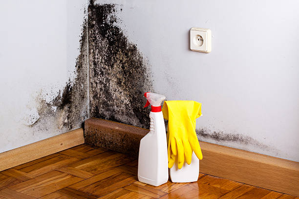 Office Mold Removal Services in Yosemite Lakes, CA
