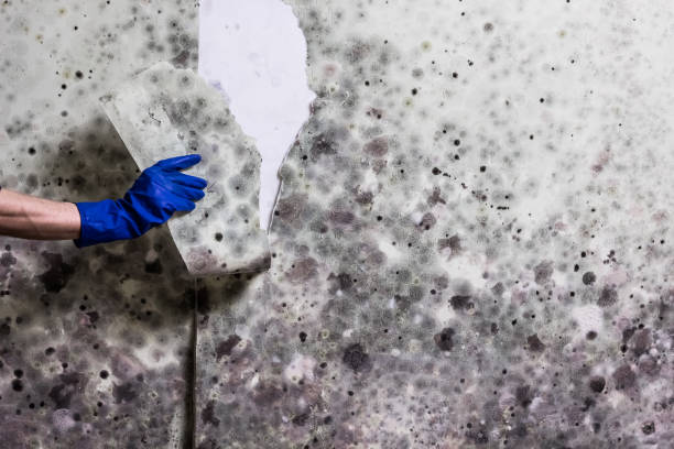 Best Mold Removal Company Near Me  in Yosemite Lakes, CA