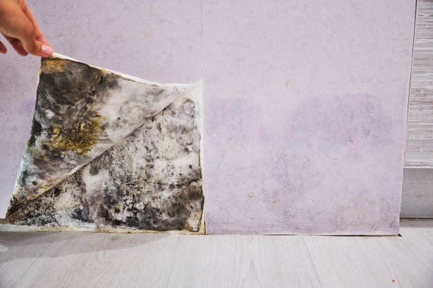 Best Mold Removal Process  in Yosemite Lakes, CA